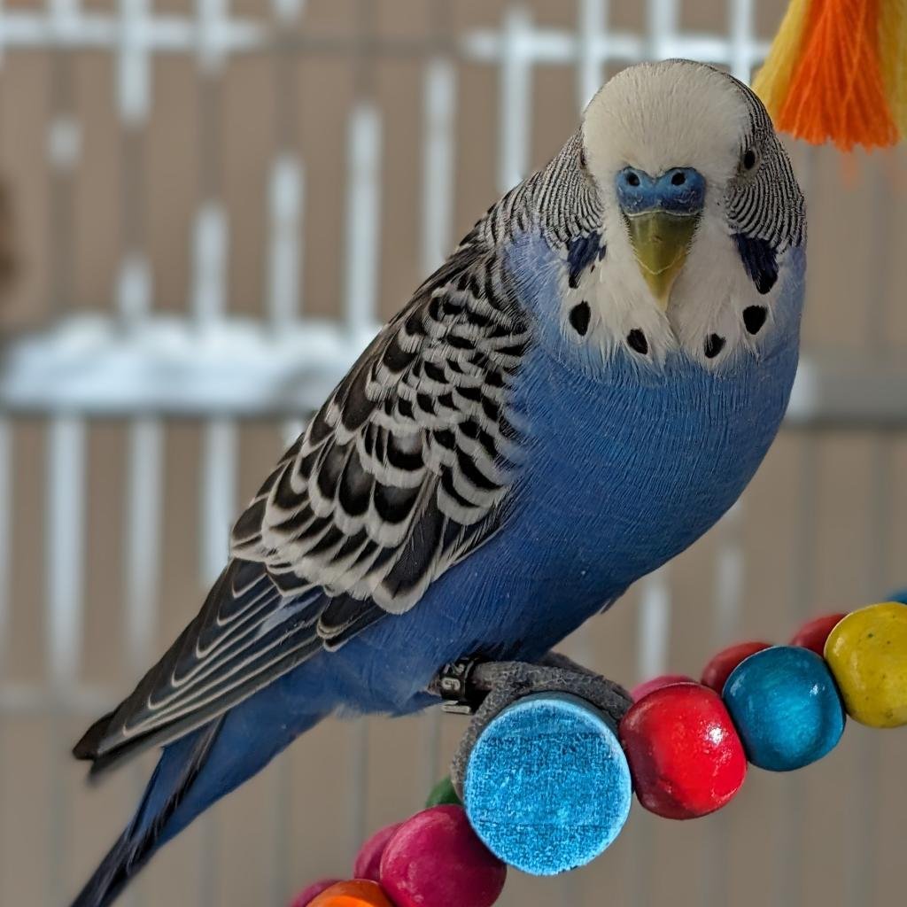 Phoebe - Parakeet - Other