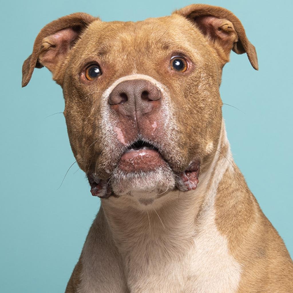 Caine - American Pit Bull Terrier / Mixed