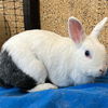 adoptable Rabbit in  named Spencer