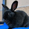 adoptable Rabbit in  named Paul Bunnyon