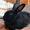 adoptable Rabbit in  named Coal