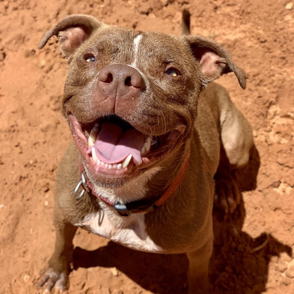 Lucci - Pit Bull Terrier / Mixed
