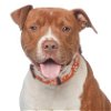 adoptable Dog in kanab, UT named Bishop