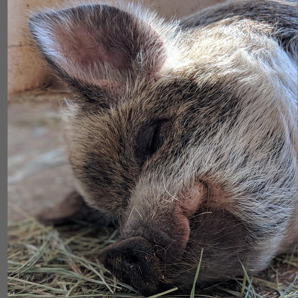 Karen - Pig / Mixed