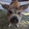 adoptable Pig in  named Colin