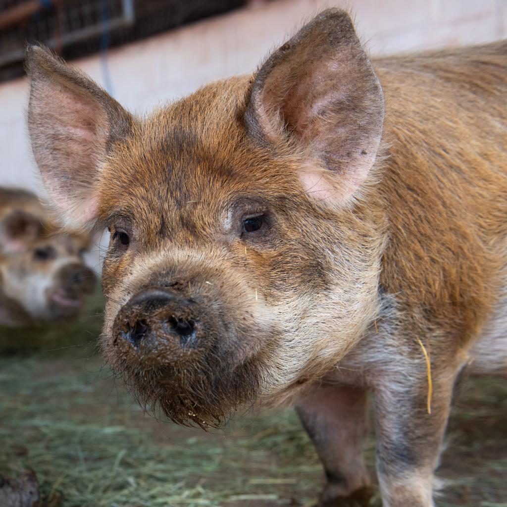 Pig shelter best sale near me