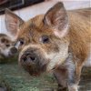 adoptable Pig in  named Corwin