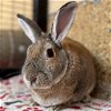 adoptable Rabbit in  named Hope