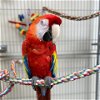 adoptable Bird in kanab, UT named Beau