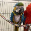 adoptable Bird in kanab, UT named Rio