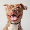 adoptable Dog in  named Queen Bee