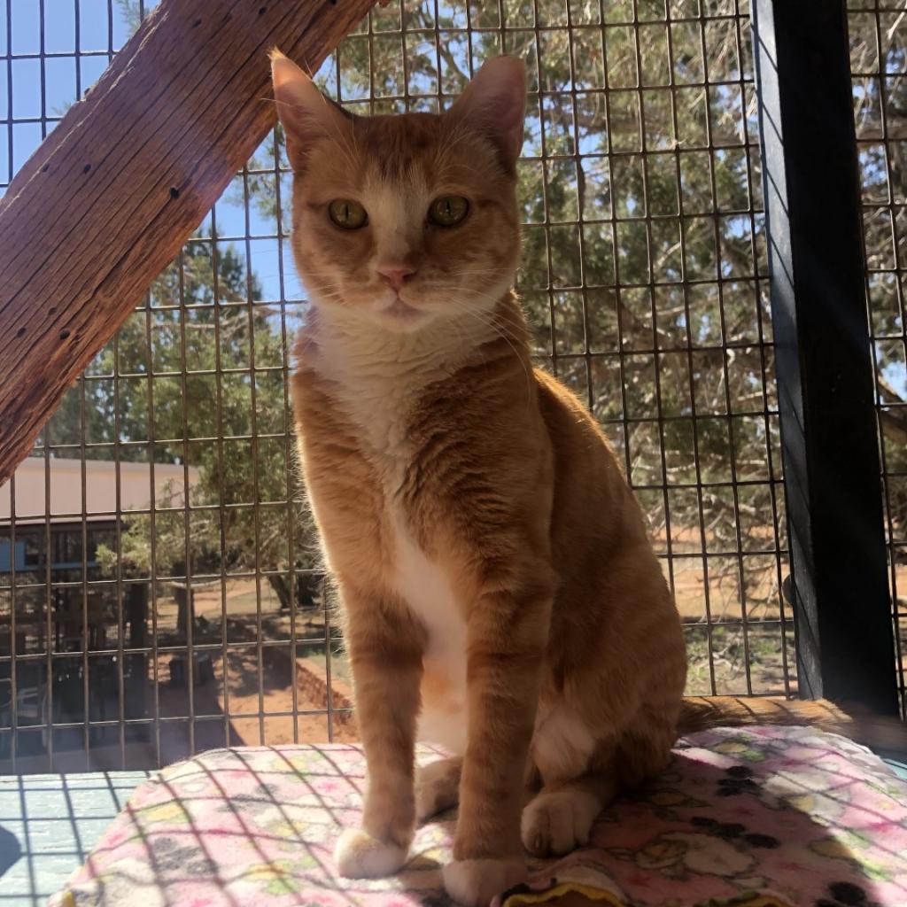 Adoptable Female Female