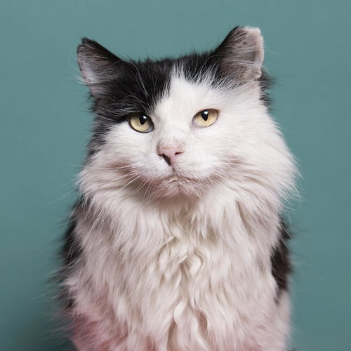 Bryce, an adoptable Domestic Long Hair in Kanab, UT