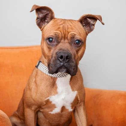 Billy - Boxer / American Staffordshire Terrier / Mixed
