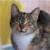adoptable Cat in kanab, UT named Persia