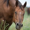 adoptable Horse in  named Connie