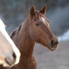 adoptable Horse in  named Rosie