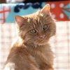 adoptable Cat in kanab, UT named Rihanna