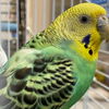 adoptable Bird in  named Martini