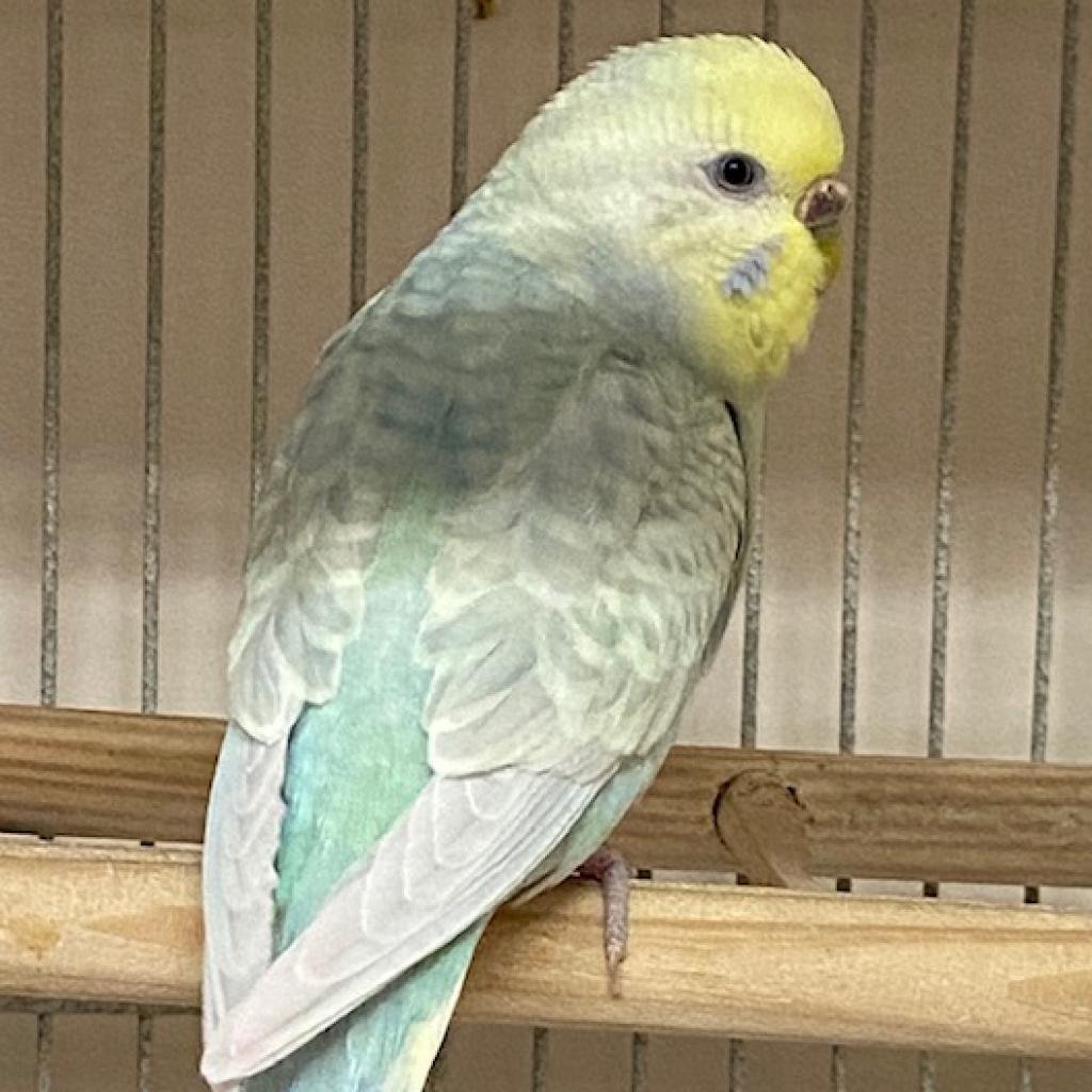 Cosmo - Parakeet - Other