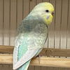 adoptable Bird in  named Cosmo
