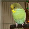 adoptable Bird in  named Gimlet