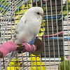 adoptable Bird in  named Sunrise