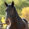 adoptable Horse in  named Lexi