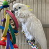 adoptable Bird in  named Cyrano