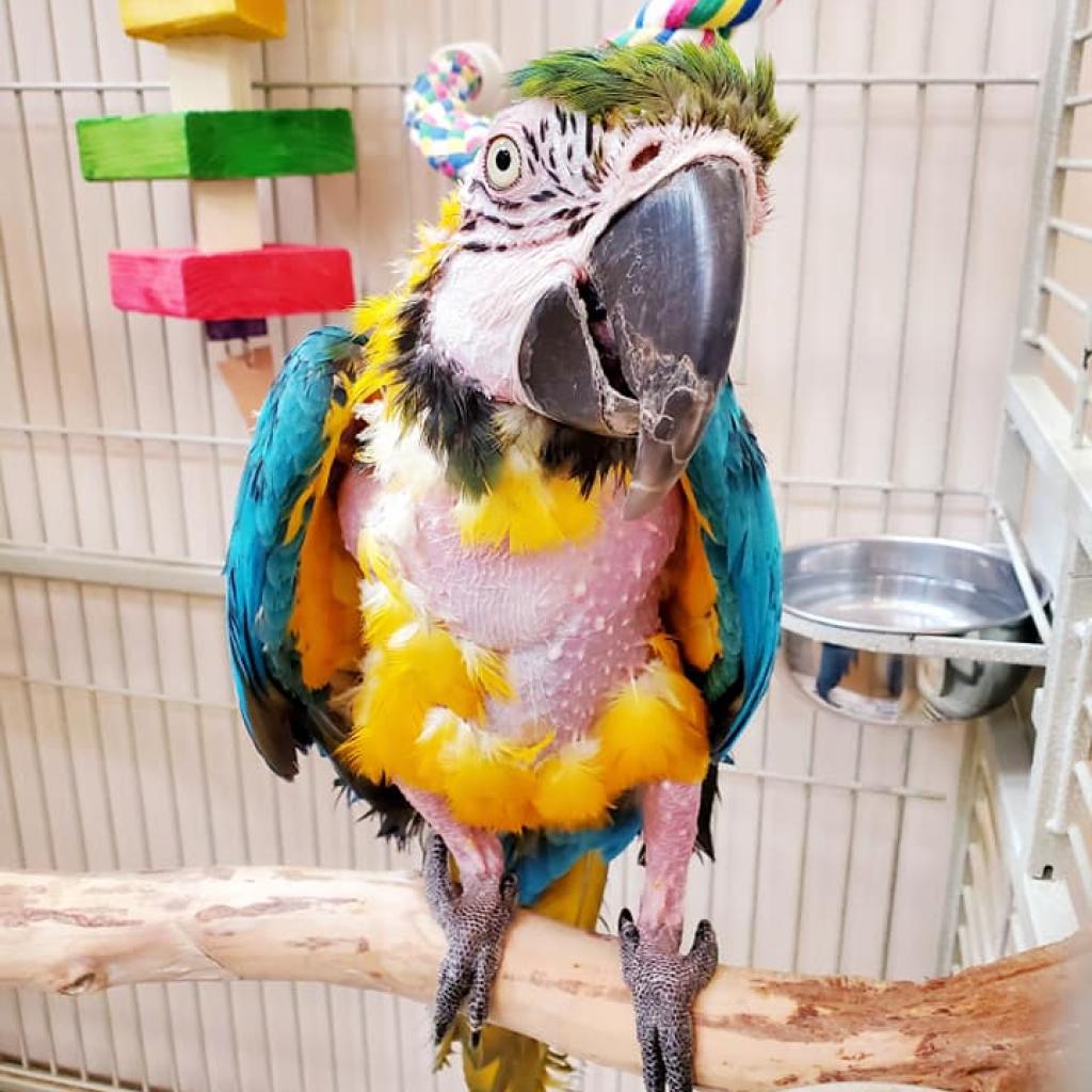 adoptable Bird in Kanab, UT named Junior