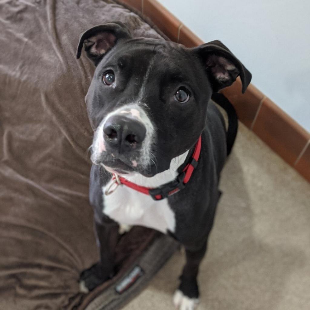 Alfred - American Pit Bull Terrier / Mixed