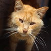 adoptable Cat in kanab, UT named Myron