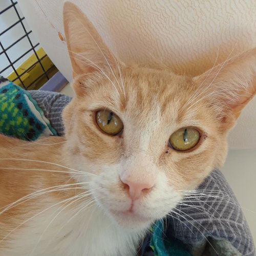 Val, Adult Domestic Short Hair, cat for adoption in Kanab, Utah