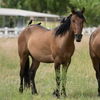 adoptable Horse in  named Lumpy