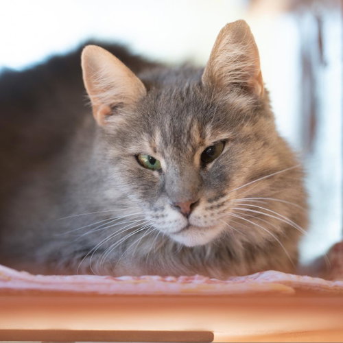 Mellie, Adult Domestic Long Hair, cat for adoption in Kanab, Utah