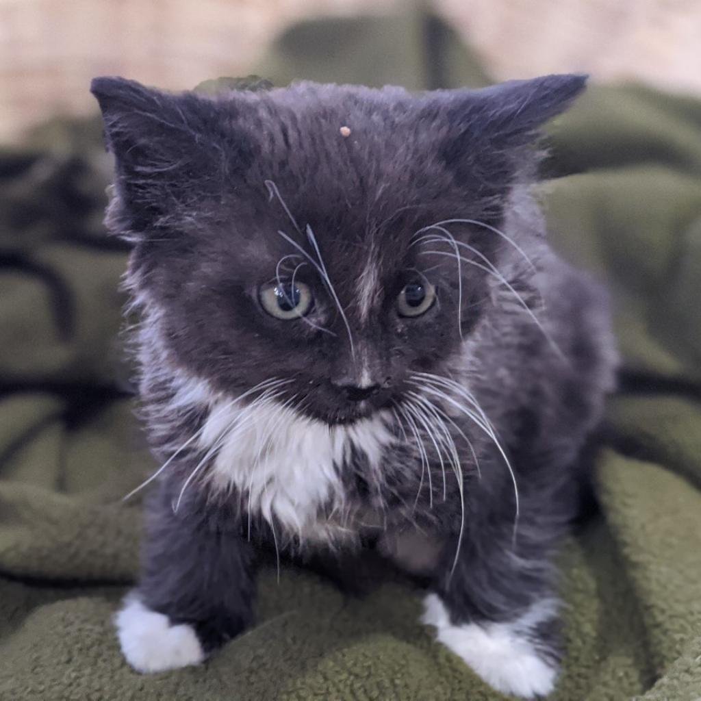 adoptable Cat in Kanab, UT named Nash