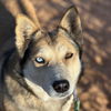 adoptable Dog in , UT named Abby Cadabby