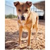 adoptable Dog in kanab, UT named Prairie Dawn