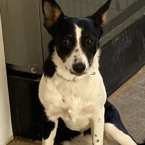 Bay Leaf, an adoptable McNab in Kanab, UT