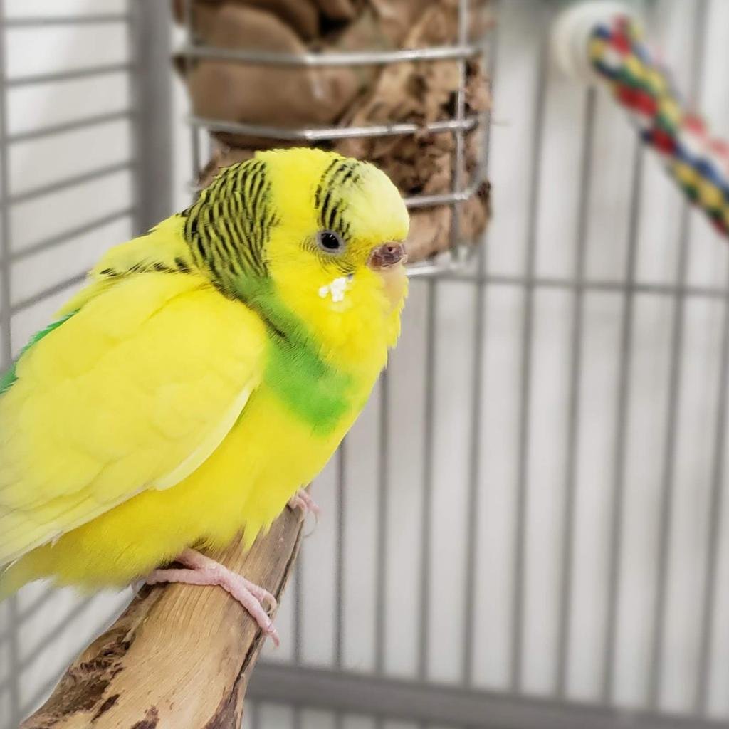 Cheddar - Parakeet - Other