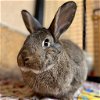 adoptable Rabbit in , UT named Kiuke