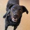 adoptable Dog in  named Sherlock
