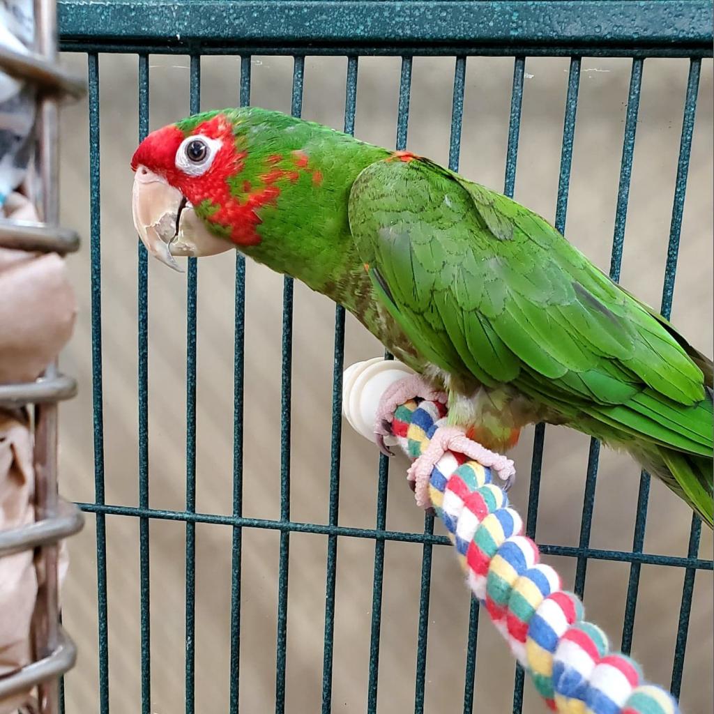 adoptable Bird in Kanab, UT named Miter