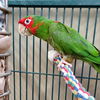 adoptable Bird in  named Miter