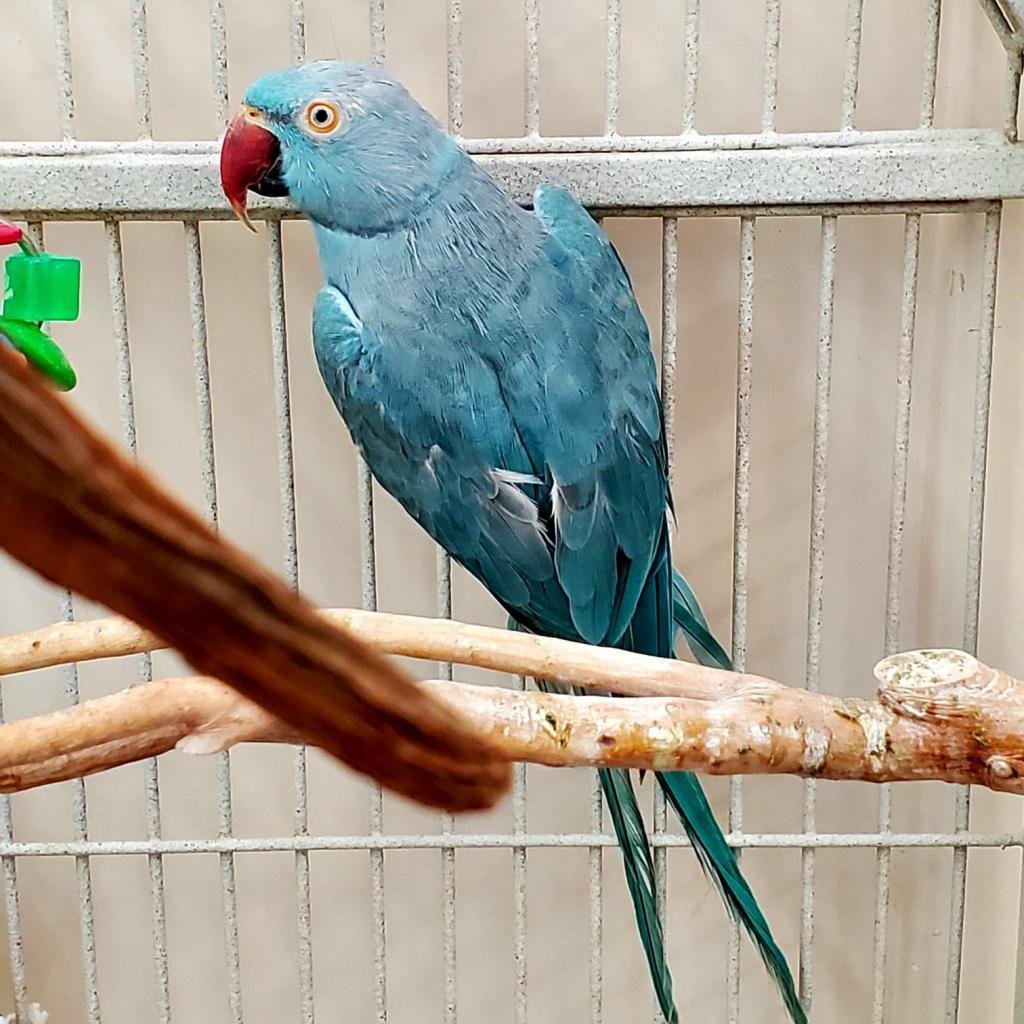 Delilah - Parakeet - Other
