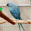 adoptable Bird in  named Delilah