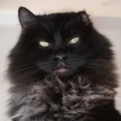 Depp, Senior Domestic Long Hair, cat for adoption in Kanab, Utah
