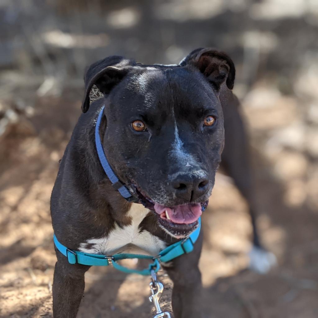 Adoptable Male Male