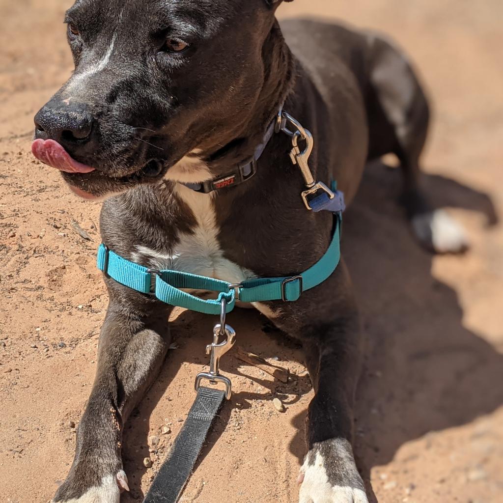 Adoptable Male Male