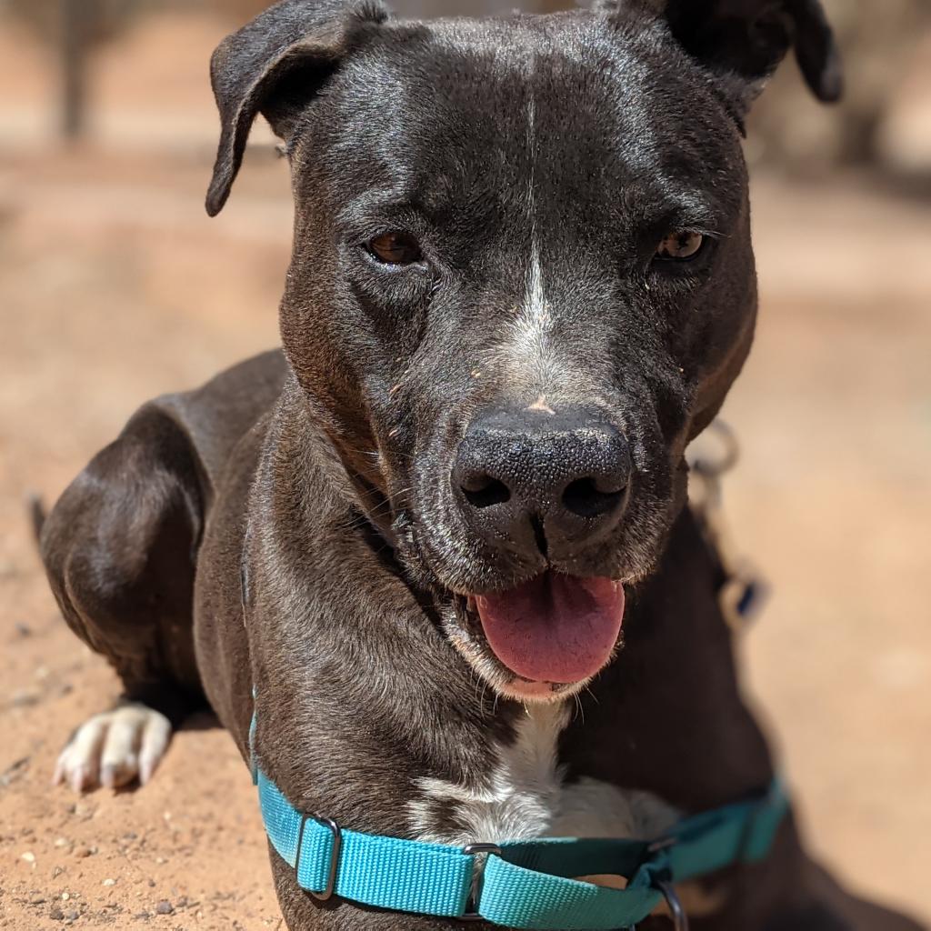 Adoptable Male Male